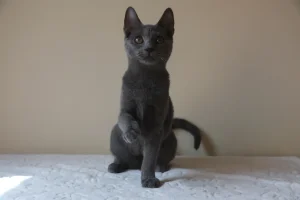 Kartouzské kotě - Catana Blue Alchemist