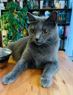 Adora Belle Blue Alchemist narozeniny 2024