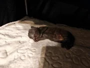 Kartouzské kotě - Greebo Geralt Blue Alchemist