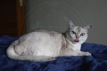 Burmilla Ally 11. anniversaire