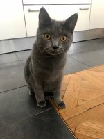 Anubis Chartreux - 9 měsíců