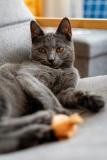 Cimmerians - Ciri Blue Alchemist