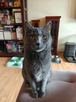 Amonet Blue Alchemist narozeniny 2025