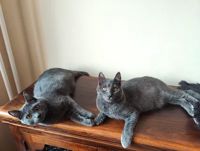 Chartreux Furyans kittens