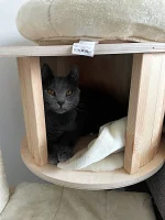 Fenix Blue Alchemist narozeniny 2025