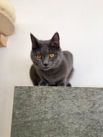 Arduin - Anubis the Legacy Blue Alchemist