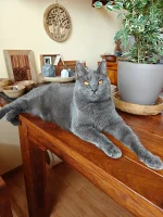 Faustus Blue Alchemist narozeniny 2025