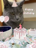 Chartreux Anubis celebration 3nd year