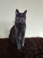 Chartreux Deianeira celebration 1st year