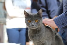 Amonet Blue Alchemist