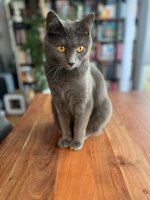 Chartreux Conan celebration 2nd year Chartreux Conan celebration 2nd year