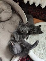 Chartreux kittens Eldar