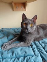Chartreux Deianeira celebration 2nd year Chartreux Deianeira celebration 2nd year