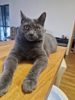 Flint Blue Alchemist narozeniny 2025