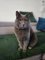 Eddie Blue Alchemist narozeniny 2025