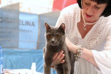 Castellanza cat show 2022