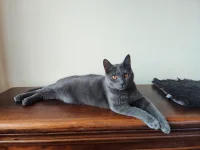 Kartouzský kocour - Flint Blue Alchemist