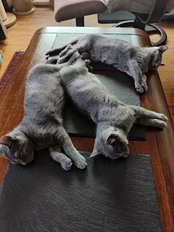 Chartreux Furyans kittens