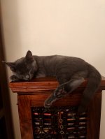 Chartreux kittens Eldar