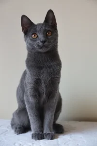 Kartouzské kotě - Ciri Blue Alchemist