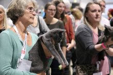 Chartreux kittens - Worldshow 2019 Freiburg