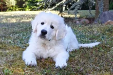 Ozias