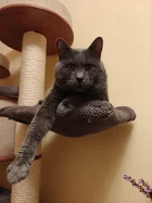 Kartouzský kocour - John Lacay Bleu