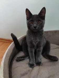 Kartouzské kotě - Electra Blue Alchemist