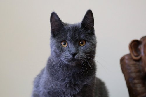 Goccia Lacay Bleu, IT - Chartreux