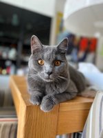 Chartreux Darius celebration 1st year