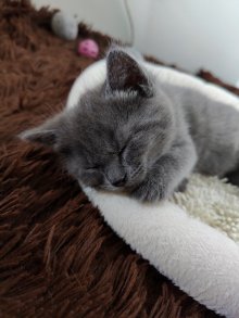 Sweet chartreux - Cimmerian