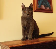 Kartouzské kotě - Greebo Geralt