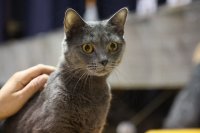 Chartreux Amonet celebration 3nd year