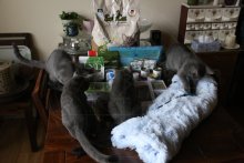 Arduin - Equipment inspection