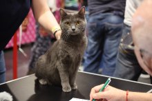 IK Wiener Neustadt 2022