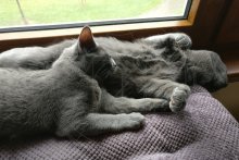 Kartouzské kočky Eros a Pirouette - siesta