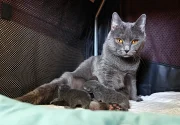 Kartouzská kočka - Amonet a její koťátka