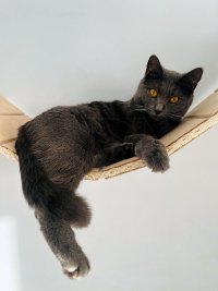 Chartreux Conan celebration 1st year