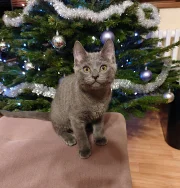 Kartouzské kotě - Greebo Geralt Blue Alchemist