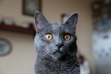 Chartreux Bruce DCKNSN Blue Alchemist, CZ