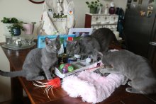 Arduin - Adora Belle