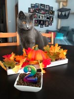 Chartreux Adora Belle celebration 2nd year