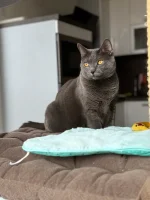 Angua Blue Alchemist narozeniny 2024