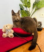 Cimmerians - Conan Blue Alchemist