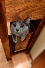 Chartreux Darius