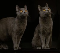 Chartreux Catana celebration 2nd year Chartreux Catana and Ciri celebration 2nd year
