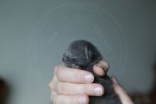 Bruce Chartreux - freshly born