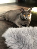 Arduin - Angua Blue Alchemist