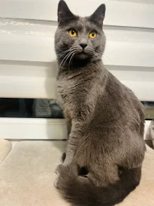 Kartouzský kocour - Conan Blue Alchemist narozeniny 2026 Kartouzský kocour - Conan Blue Alchemist narozeniny 2026