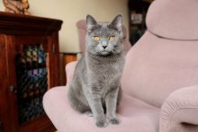 Arduin - Amonet Blue Alchemist